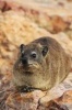 Rock Badger Hyrax in Serengeti Reserves Tansania Africa Journal - 150 Page Lined Notebook/Diary (Paperback) - Cs Creations Photo