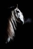 White Andalusian Horse on Black Journal - 150 Page Lined Notebook/Diary (Paperback) - Cool Image Photo