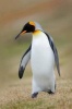 King Penguin (Aptenodytes Patagonicus) in the Grass Journal - 150 Page Lined Notebook/Diary (Paperback) - Cool Image Photo