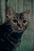 Tabby Cat - Renaissance Cat: Journal/Notebook/Diary (Paperback) - Artified Pets Photo