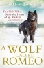 A Wolf Called Romeo (Paperback) - Nick Jans Photo