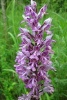 Orchis Militaris Military Orchid Flower Blooming - Blank 150 Page Lined Journal for Your Thoughts, Ideas, and Inspiration (Paperback) - Unique Journal Photo