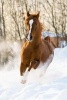 Red Arabian Stallion Gallops in the Snow Journal - 150 Page Lined Notebook/Diary (Paperback) - Cool Image Photo