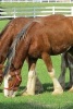 Grazing Clydesdale Horse Journal - 150 Page Lined Notebook/Diary (Paperback) - Cs Creations Photo