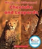 Cheetahs and Leopards (Paperback) - Lisa M Herrington Photo