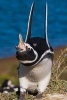 Magellanic Penguin Signals a Touchdown Journal - 150 Page Lined Notebook/Diary (Paperback) - Cool Image Photo