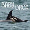 Baby Orca (Paperback) - Mary Batten Photo