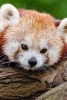 A Cute Red Panda Ready for a Nap - Blank 150 Page Lined Journal for Your Thoughts, Ideas, and Inspiration (Paperback) - Unique Journal Photo