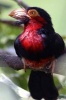 Bearded Barbet Bird Journal - 150 Page Lined Notebook/Diary (Paperback) - Cool Image Photo