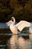 Beautiful Swan Spreading Her Wings to Fly Journal - 150 Page Lined Notebook/Diary (Paperback) - Benton Press Photo