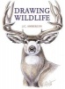 Drawing Wildlife (Paperback) - JC Amberlyn Photo