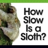 How Slow Is a Sloth? (Hardcover) - Kurt Waldendorf Photo