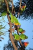 Flock of Wild Lorikeet Birds, for the Love of Australia - Blank 150 Page Lined Journal for Your Thoughts, Ideas, and Inspiration (Paperback) - Unique Journal Photo