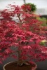 A Japanese Maple Bonsai Tree - Blank 150 Page Lined Journal for Your Thoughts, Ideas, and Inspiration (Paperback) - Unique Journal Photo