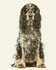 English Springer Spaniel -  Dog Journal/Notebook/Diary (Paperback) - Artified Pets Photo