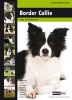 Border Collie (Paperback) -  Photo