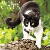 Just Tuxedo Cats (Calendar) - Willow Creek Press Photo