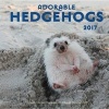 Adorable Hedgehogs2017 - 16-Month Calendar September 2016 Through December 2017 (Calendar) - Editors of Rock Point Photo