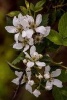 Beautiful Blackberry Blossoms Flowers in Spring Journal (Paperback) - Pen2 Paper Photo