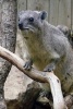 Procavia Capensis Rock Hyrax Climbing - Blank 150 Page Lined Journal for Your Thoughts, Ideas, and Inspiration (Paperback) - Unique Journal Photo