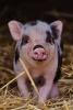 A Cute Little Piglet in the Barn - Blank 150 Page Lined Journal for Your Thoughts, Ideas, and Inspiration (Paperback) - Unique Journal Photo