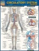 Circulatory System: Advanced (Paperback) - BarCharts Inc Photo