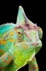 Say Hello to the Yemen Chameleon Journal - 150 Page Lined Notebook/Diary (Paperback) - Cool Image Photo