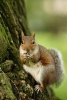 Gray Squirrel (Scirus Carolinensis) Animal Journal - 150 Page Lined Notebook/Diary (Paperback) - Benton Press Photo