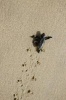 Baby Sea Turtle on the Move Journal - 150 Page Lined Notebook/Diary (Paperback) - Cool Image Photo