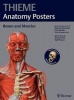 Thieme Anatomy Posters Bones and Muscles (Poster) - Michael Schuenke Photo