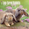 Lop-Eared Rabbits 2017 Square (Calendar) - Inc Browntrout Publishers Photo