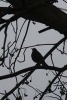 Silhouette of a Bird on a Tree Journal - 150 Page Lined Notebook/Diary (Paperback) - Cs Creations Photo