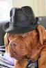 Hipster French Mastiff Dog Journal - 150 Page Lined Notebook/Diary (Paperback) - Cs Creations Photo