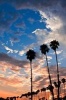 Palm Trees at Sunset in Santa Barbara California USA Journal - 150 Page Lined Notebook/Diary (Paperback) - Cs Creations Photo