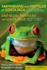 Amphibians and Reptiles of Costa Rica/Anfibios y Reptiles De Costa Rica - A Pocket Guide in English and Spanish/guia De Bolsillo En Ingles y Espanol (English, Spanish, Paperback) - Federico Muyoz Chacyn Photo