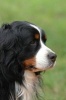 Bernese Mountain Dog Profile Journal - 150 Page Lined Notebook/Diary (Paperback) - Cool Image Photo