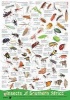 Insects of Southern Africa (Poster) -  Photo