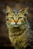 Wild Cat Portrait Journal - 150 Page Lined Notebook/Diary (Paperback) - Cool Image Photo