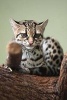 Margay Checking You Out Journal - 150 Page Lined Notebook/Diary (Paperback) - Cool Image Photo