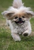 Running Pekingese Dog Journal - 150 Page Lined Notebook/Diary (Paperback) - Cool Image Photo