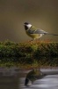 The Great Tit Journal (It's a Bird, Guys) - 150 Page Lined Notebook/Diary (Paperback) - Cool Image Photo