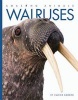 Walruses (Paperback) - Valerie Bodden Photo