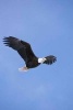 Bald Eagle Soaring in the Sky Journal - 150 Page Lined Notebook/Diary (Paperback) - Cs Creations Photo