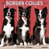 Just Border Collies (Calendar) - Willow Creek Press Photo