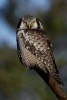 Dignified Northern Hawk-Owl (Surnia Ulula) Perched on a Tree Branch Journal - 150 Page Lined Notebook/Diary (Paperback) - Cs Creations Photo