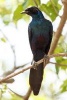 Meve's Long-Tailed Starling African Bird Journal - 150 Page Lined Notebook/Diary (Paperback) - Cs Creations Photo