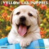 2017 Just Yellow Lab Puppies Wall Calendar (Calendar) - Willow Creek Press Photo