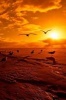 Seagulls on the Beach at Sunset Journal - 150 Page Lined Notebook/Diary (Paperback) - Cool Image Photo