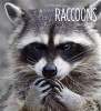 Raccoons (Paperback) - Melissa Gish Photo