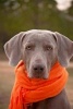 Weimaraner Dog with an Orange Scarf Journal - 150 Page Lined Notebook/Diary (Paperback) - Cs Creations Photo